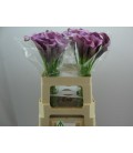 Calla Accent 55 cm