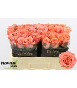 Rose Blushing Reeva 50 cm