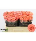 Rose Blushing Reeva 50 cm