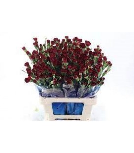 Oeillet mini Chateau la botte