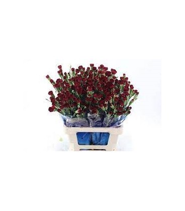 Oeillet mini Chateau 