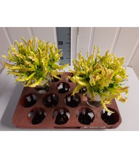 Gloriosa Stripe x5