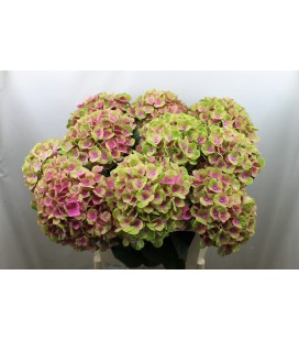 Hortensia Mag Amethyste Rose 80 Cm