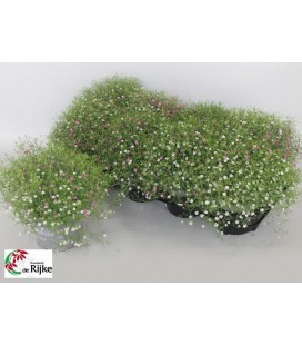 Gypso Muralis mix dans pot Ø 27