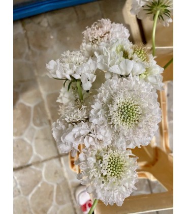 Scabieuse Scoop White 50 cm