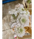 Scabieuse Scoop White 50 cm