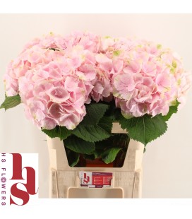 Hortensia Verena  80 cm