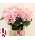 Hortensia Verena 80 cm