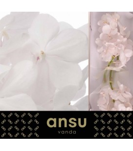 Vanda Tayan Diam White x 25