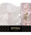 Vanda Tayan Diam White x 25