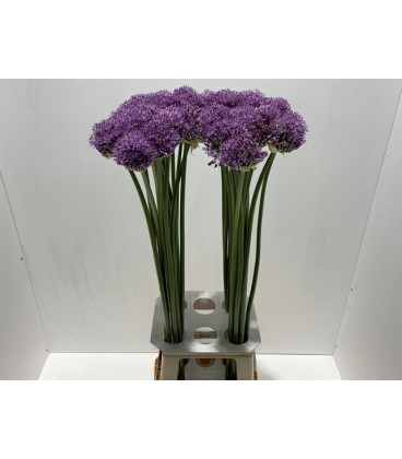 Allium Gladiator 80 cm
