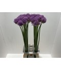 Allium Gladiator 90 cm 