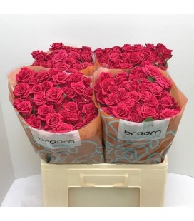 Rose Branchue Quincy 70 cm