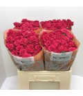 Rose Branchue Quincy 60 cm