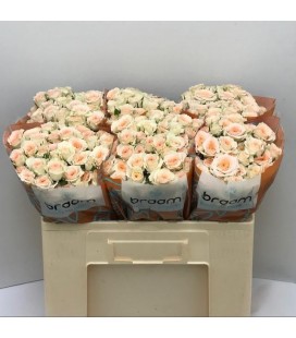 Rose Branchue Rosanella 50 cm