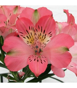 Alstromeria Coral