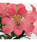 Alstromeria Coral