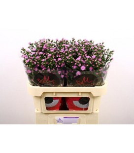 Aster double Da pink 80 cm