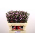 Aster double Da pink 70 cm