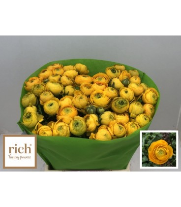Renoncule Jaune 