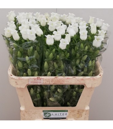 Campanule Champion White 75 cm