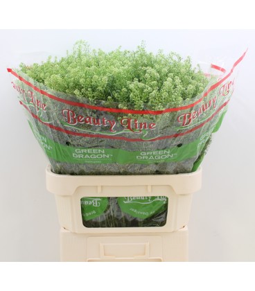 Lepidium green dragon 80 cm