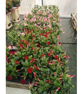 Dipladenia arbuste pot de 14
