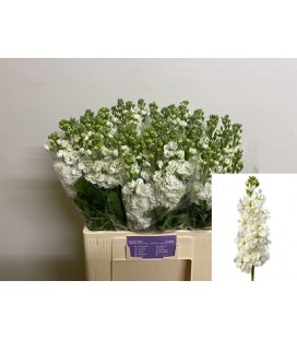 Giroflée Stox White 65 cm