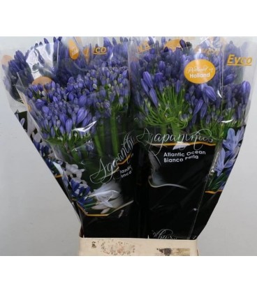agapanthe Eyfori blue 65 cm
