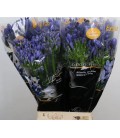 agapanthe Eyfori blue 65 cm