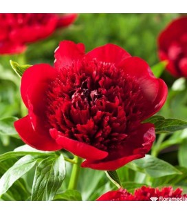 Pivoine Red Charm 60 cm