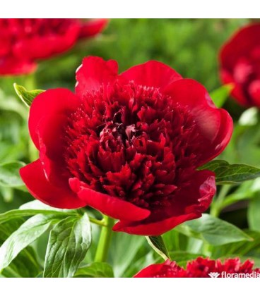 Pivoine Red Charm 60 cm