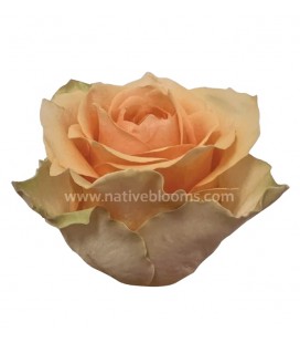 Rose Equat Nectarine 50 CM X25