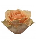 Rose Equat Nectarine 50 CM X25