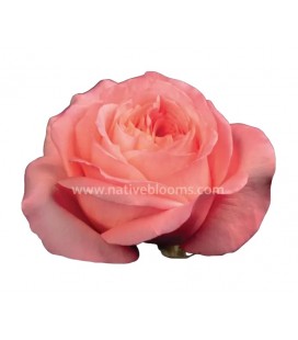 Rose Equat Pink Xpression 50 cm x25