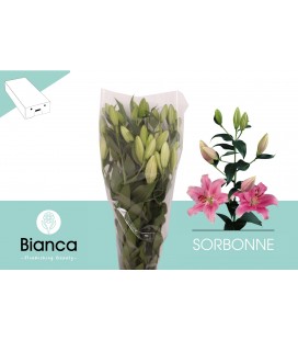 Lys or Sorbonne 65 cm
