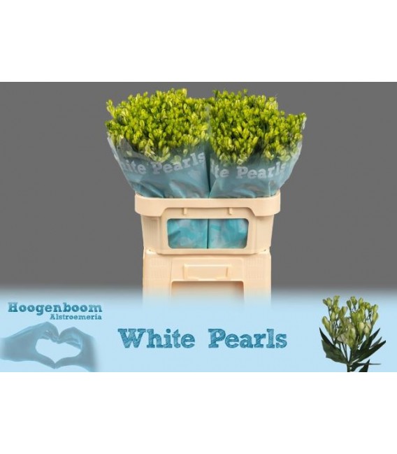 Alstromeria White pearls 75 cm