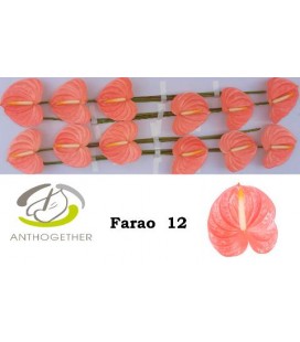 Anthurium Farao x 12