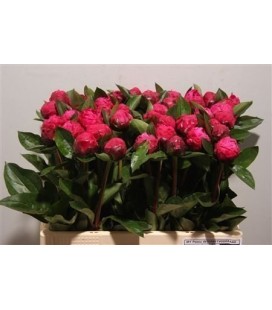 Pivoine Red Sara bernard 60 cm