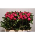 Pivoine Red Sara bernard 60 cm