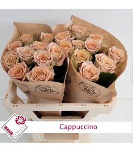 Rose Cappuccino 50 cm