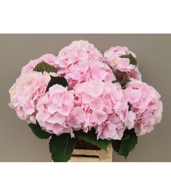 Hortensia Verena blanc 60 cm