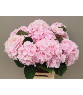 Hortensia Verena 60 cm rose