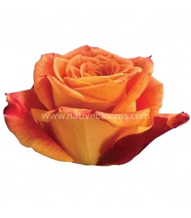 Rose Silantoi 50 cm 