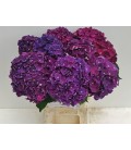 Hortensia Mon Amour 50 cm