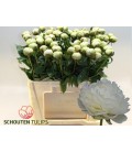 Pivoine Bowl of cream 60 cm petit b