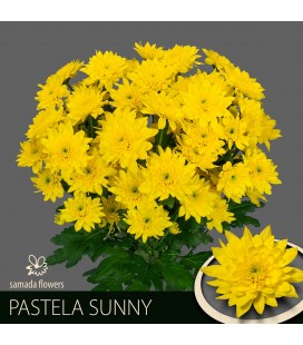 Chrysantheme Pastela Sunny