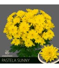 Chrysantheme Pastela Sunny