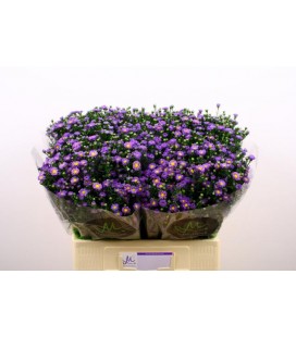 Aster Teeny Tiny blue 80 cm