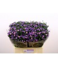 Aster teeny tiny blue 60 cm